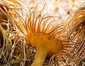 Sea anemone