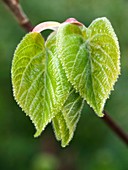 Young lime (Tilia cordata) leaves