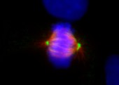Mitosis,fluorescence micrograph