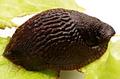 Great black slug