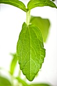 Stevia sweetener plant