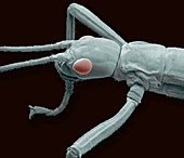 Stick insect,SEM