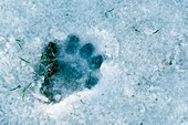 Otter footprint in snow