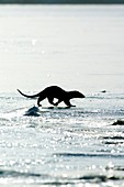 European otter on sea ice