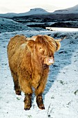 Highland cow in winter