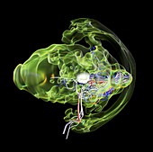 Supernova collapse simulation