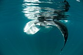 Manta ray swimming in open ocean