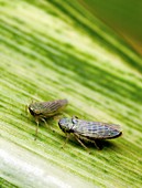 Black-faced leafhoppers