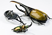 Stag beetle specimens