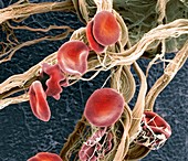 Red blood cells,SEM