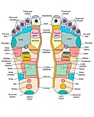 Reflexology foot map,artwork