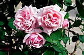 Rose (Rosa 'Emanuella de Mouchy')