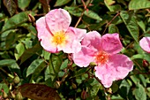 Rose (Rosa 'Mateo's Silk Butterfly')