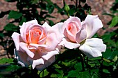 Rose (Rosa 'Sweet Love')