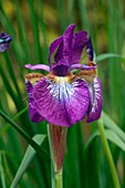 Iris sibirica 'Helen Astor'