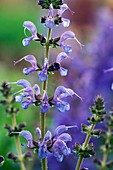 Salvia pratensis 'Rhapsody in Blue'