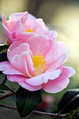 Camellia japonica