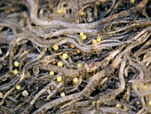 Nematode cysts on potato roots