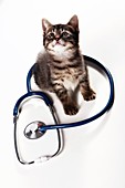 Kitten and stethoscope