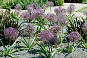 Allium cristophii