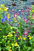 Aquatic plants by pond