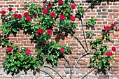 Rose (Rosa 'Dublin Bay' )