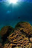 Coral reef,Red Sea