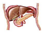 Liver and pancreas,artwork