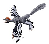 Anchiornis huxleyi feathered dinosaur
