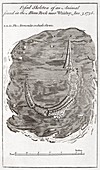 Engraving of fossil crocodile