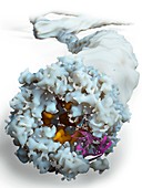 Ebola virus,molecular model