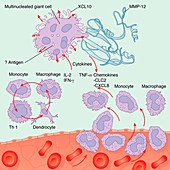 Human immune response,artwork