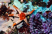 Necklace starfish and crinoid