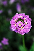 Drumstick primula (Primula denticulata)