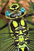 Male southern hawker dragonfly