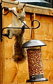 Grey squirrel climbing on a bird feeder