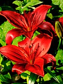 Lily (Lilium 'Blackbird') flowers