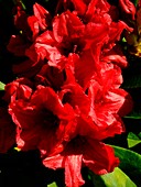 Rhododendron 'Yakushimanum Dopey'