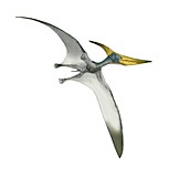 Pteranodon flying,artwork