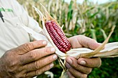 Native maize varieties