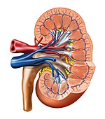 Kidney anatomy,artwork