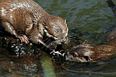 Oriental small-clawed otters feeding