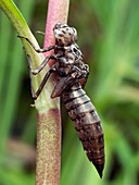 Dragonfly nymph case