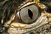 American alligator eye