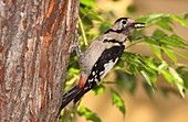 Syrian Woodpecke