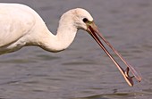 Common spoonbill