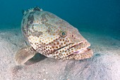 Orange-spotted grouper