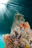 Zebra lionfish