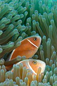 Pink anemonefish