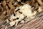 Ants feeding on fly eggs